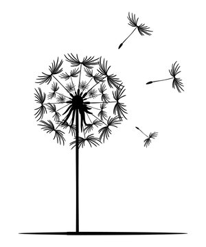 Dandelion flower. Black silhouette of a dandelion on a white background. Lonely plant, straight stem, flying seeds. Vector illustration, monochrome image. Template design, stickers, sublimation.