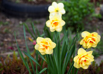 five buds of yellow with orange daffodils growing in the garden in spring, side view. spring flowers
