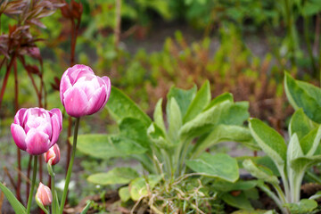 left two buds of pink tulips grow in the garden on a sunny spring day side view