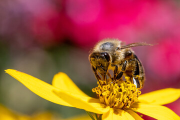 A honey bee collecting pollen at stamens in a flower. A bee working on a garden flower.