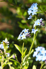 twig with blue forget-me-nots side view