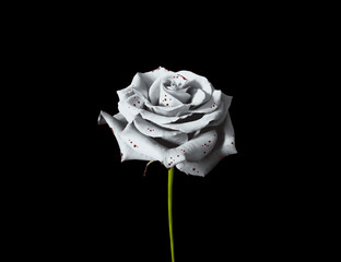 White Bloody Rose