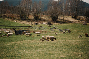 flock sheep graze hillside foot mountains europe