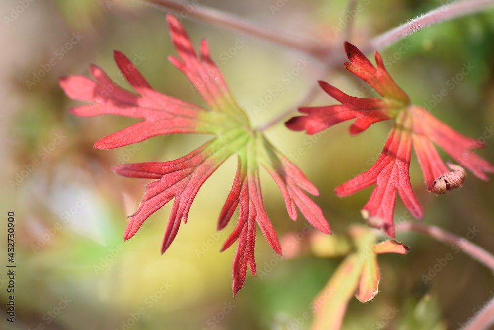 Poster Carolina geranium leaves, flowers and seeds.