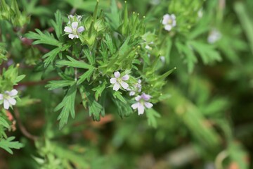 Carolina geranium leaves, flowers and seeds.
