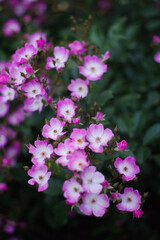 神戸市東灘区本山街園（岡本バラ園）のばら。品種はクンバヤ。エクアドルの地名。薄紫と白の房咲中輪種。