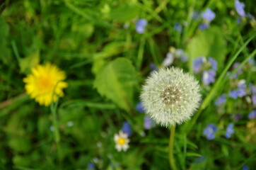 dandelions in a meadow