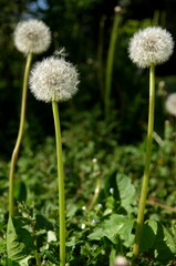 dandelion in the grass