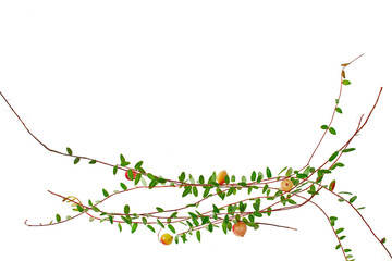 Cowberry branches and berries isolated on a white background.