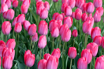 A field of tulips, the regular shapes of flowers in close-up. Pink tulips growing densely close to each other.