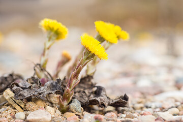 Beautiful flowers of yellow dandelions in nature in warm spring in sunlight, macro. Dreamy artistic image of beauty of nature. Soft focus. Selective focus.
