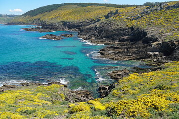 Rocky coast with gorse in flower, Atlantic ocean, Galicia, Spain, Pontevedra province, Cangas, Cabo Home