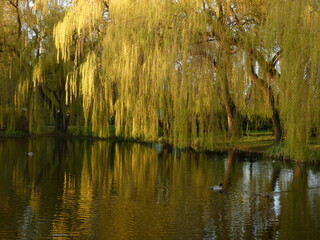 Weeping golden willow trees by the pond in Oruński Park, Gdansk, Poland