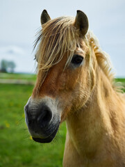 Fototapeta premium portrait of a horse