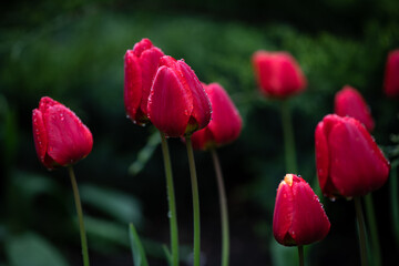 Nice color tulip flowers after the spring rain nature flora macro photo with empty space for text