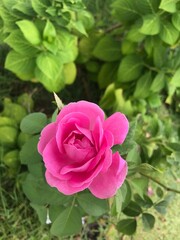 pink rose in garden