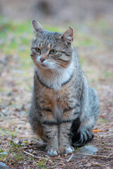 Cute cat sitting on grass in forest © Matej