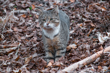 Cute cat sitting on leaves in forest © Matej