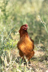 Red-headed laying hen free