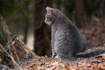 Cute cat sitting in forest © Matej
