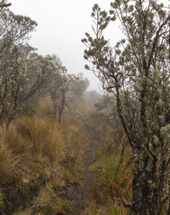 Landscapes of the Los Nevados National Natural Park in Manizales, Caldas, Colombia.