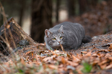 Cute cat in forest hiding behind a leaf on the ground © Matej