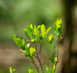 view of coca leaves on a tree