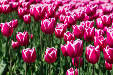 Fototapeta premium Flowers in the park on a flower bed.