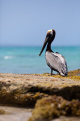 view of a Pelican on the beach 