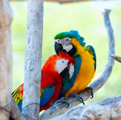 couple of colorful parrots showing affection for each other