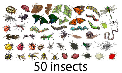 A large set of insects - butterflies, caterpillars, spiders, aphids, ladybugs, wasps, bees, mosquitoes, stag beetle, worm, dragonfly, snail, fly, ant, Colorado beetles, mole cricket, grasshopper, slug © Ольга Ева