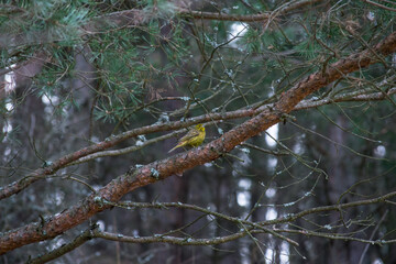 Tiny yellow bird sitting on a tree branch
