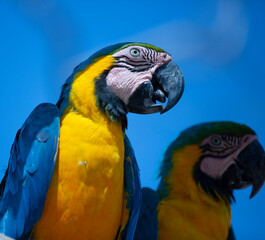 Fototapeta premium couple of yellow and blue parrots also named macaws