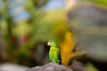 green parrot pictured in Sierra Nevada, Colombia