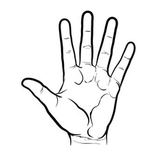 Palm side view of the hand, detailed version. Flat vector line drawing isolated on white background, EPS 8.
