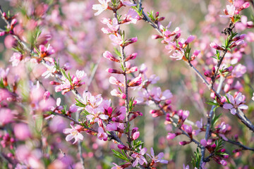 Mendal tree in color in spring.
