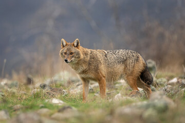 Golden jackal searching for food. Jackal moving in Rhodope Mountains. Carnivore during winter. European nature. Bulgaria wildlife. 