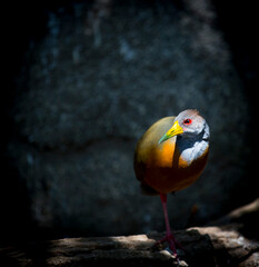 view of a grey necked wood rail
