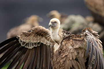Griffon vulture on the rock. Detail of the vulture. Wildlife in the Rhodope mountains. Carnivore during winter. European nature.