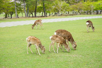Wild deer eating green grass in Nara park, Japan - 日本 奈良 草を食べる奈良公園の鹿