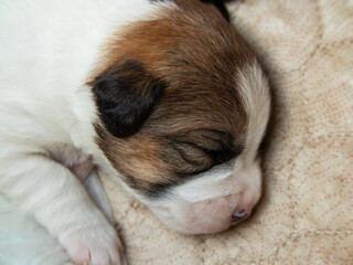Parson Russell Terrier puppies are sleeping. newborn puppies