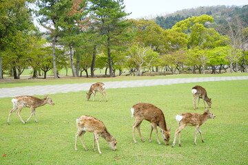Naklejka na ściany i meble Wild deer eating green grass in Nara park, Japan - 日本 奈良 草を食べる奈良公園の鹿
