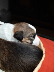 Fototapeta premium Parson Russell Terrier puppies are sleeping. newborn puppies