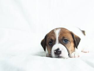 Parson Russell Terrier puppies in front of white background
