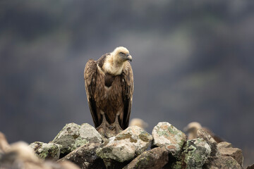 Griffon vulture on the rock. Detail of the vulture. Wildlife in the Rhodope mountains. Carnivore...