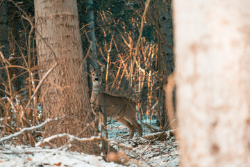 Deer in a forest in winter