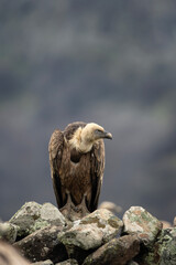 Griffon vulture on the rock. Detail of the vulture. Wildlife in the Rhodope mountains. Carnivore during winter. European nature.