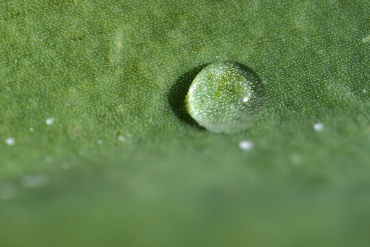 Beautiful closeup view of green super hydrophobic spring garden tulip leaves with single water drop of morning dew, Dublin, Ireland. Soft and selective focus. High resolution macro