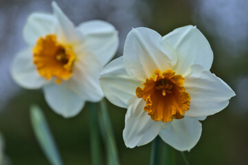 Beautiful closeup view of a couple of spring white daffodils (Narcissus) with orange corona at Marlay Park, Dublin, Ireland. Soft and selective focus