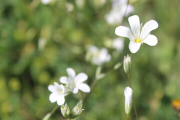 flowers in the garden